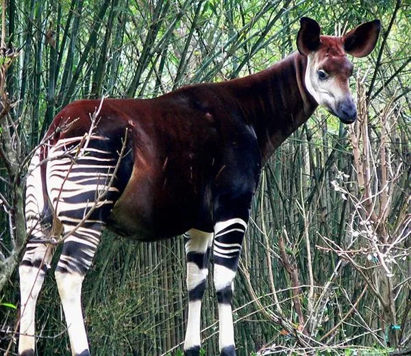 5bc0e6c035d20b48c4b96330 Okapi