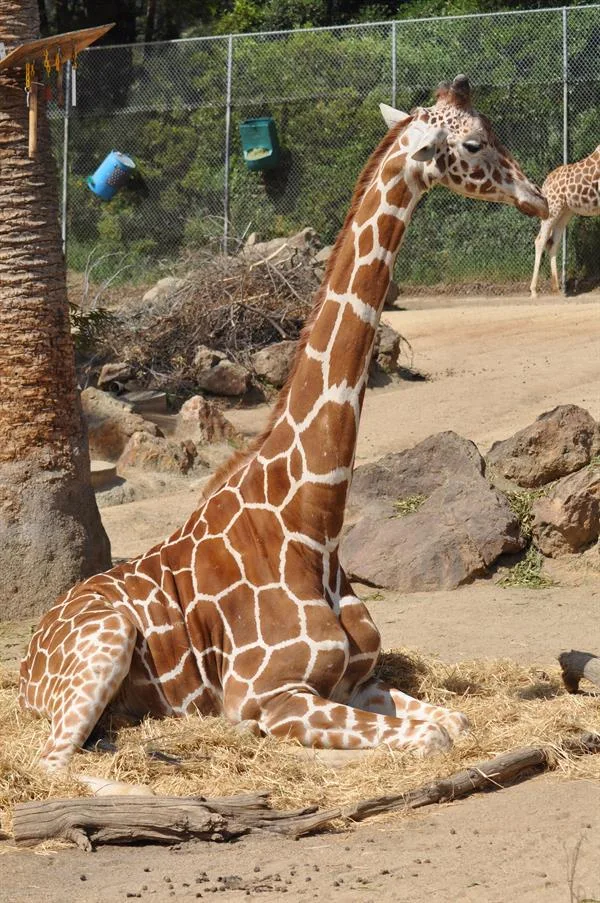 5bc0e6e53107d8f4993db6b8 Giraffe1RM
