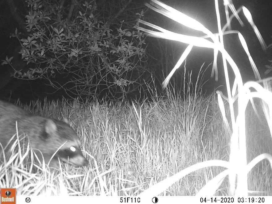 5ed923eb487ce035c94dafbb Wildlife20Silver20Lining20 20Racoon