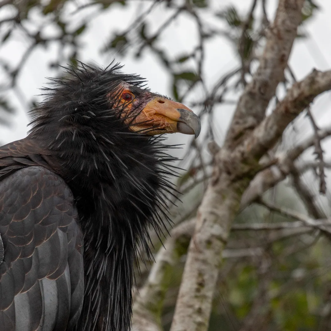 5f442275016ab7c97816208a Condor20Blog