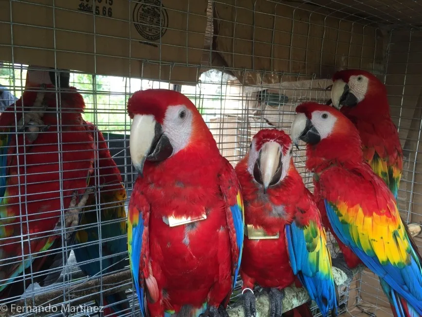5fa491316ff5184b06385553 Macaws Fernando20Martinez