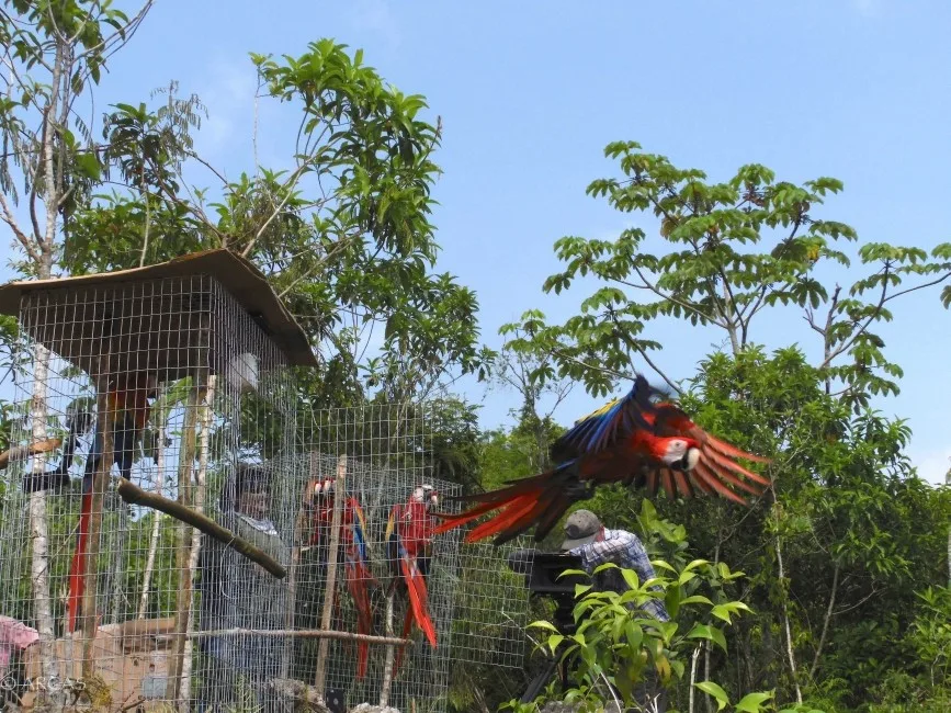 5fa49353e29d4531db783452 Macaw20Release Amy20Gotliffe