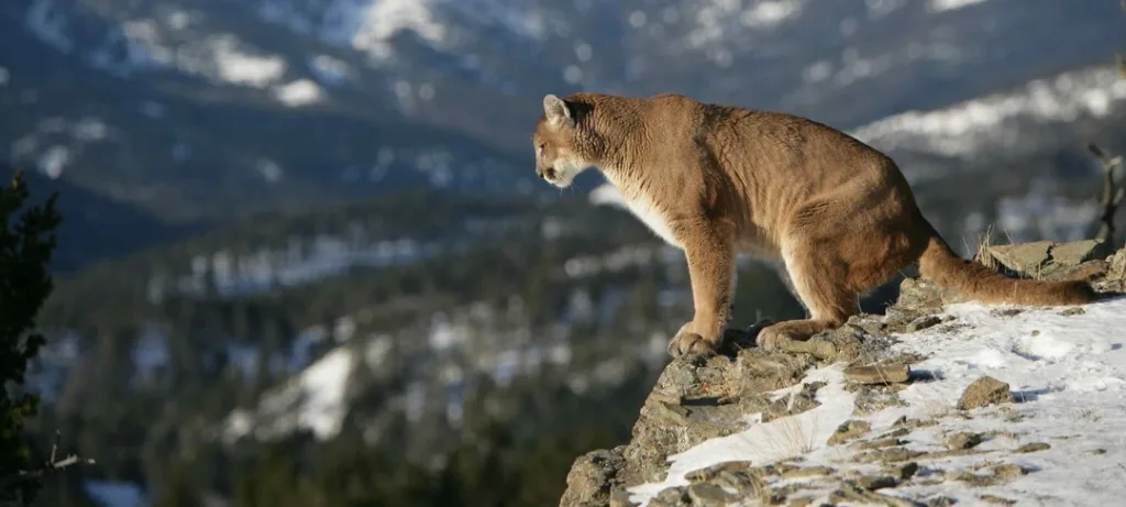 6140e16509bc74128e754167 mountain lion feature p 1080