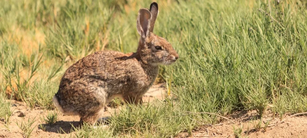 6175ffa75b9a2ba1b61d3748 riparian brush rabbit feature p 1080