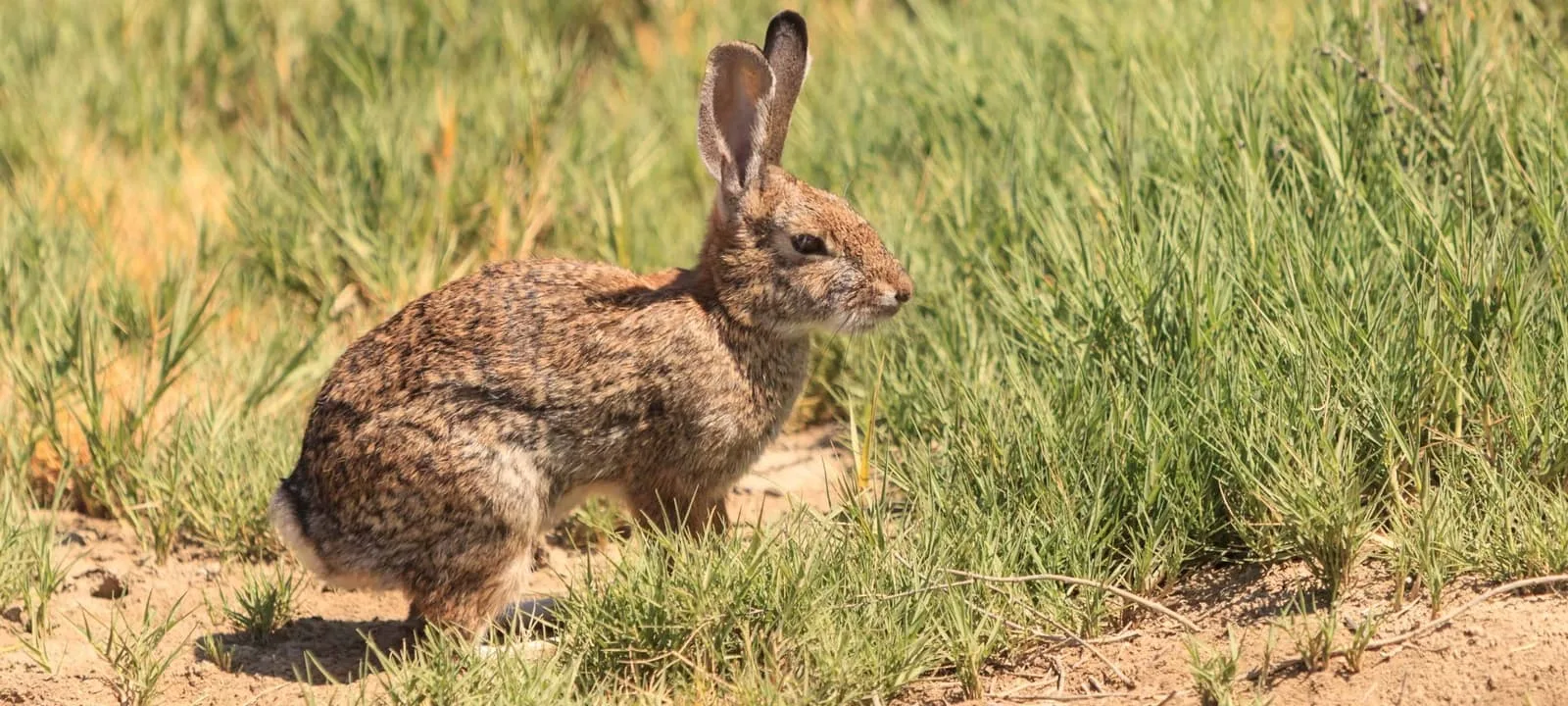 6175ffa75b9a2ba1b61d3748 riparian brush rabbit feature p 1600