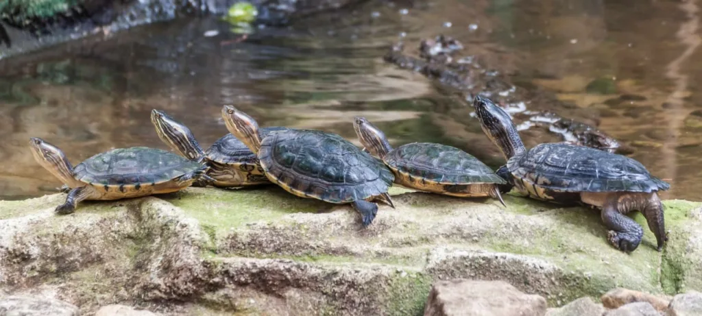 61761b0f5324200150856763 w pond turtle feature p 1600