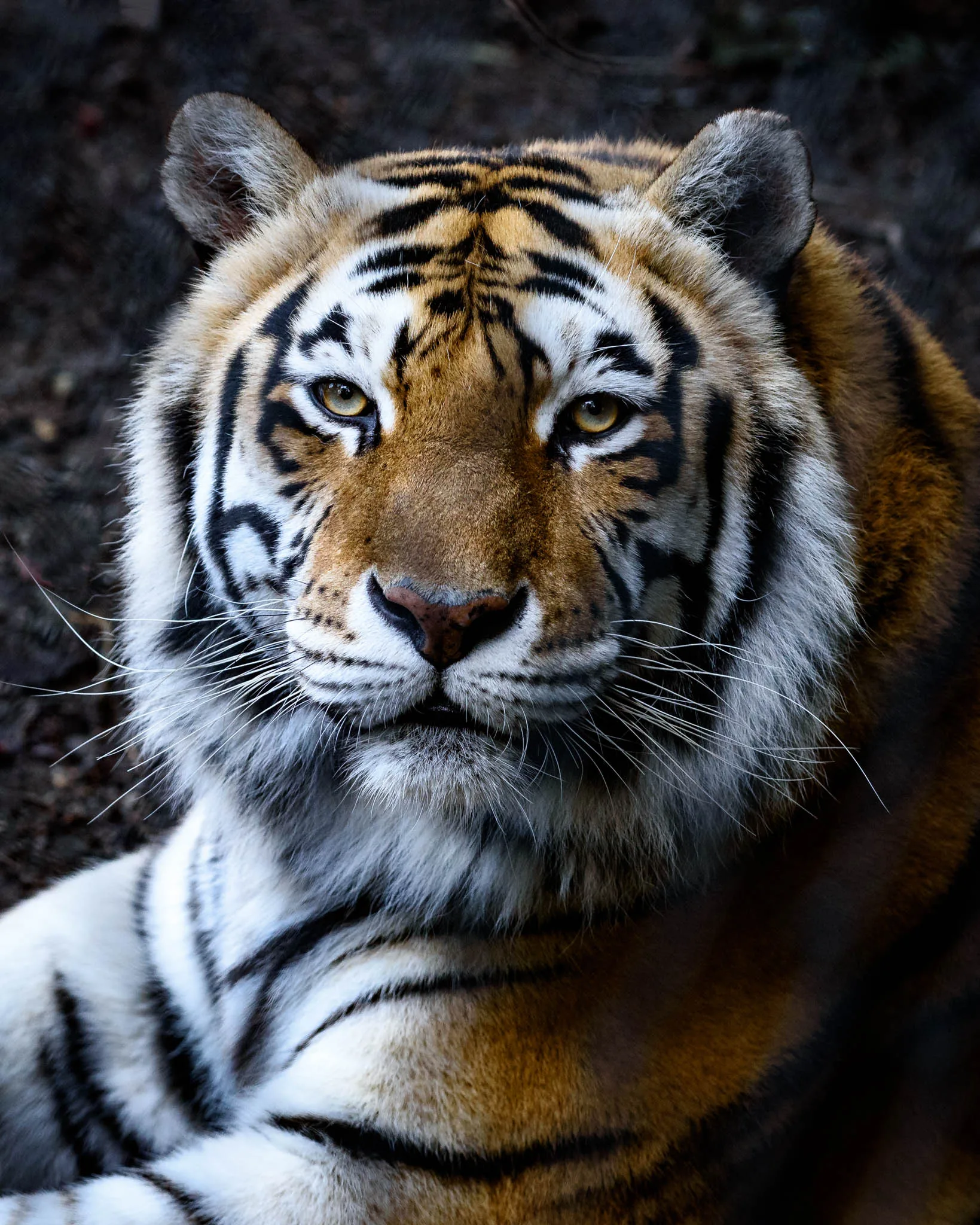 61a91d4cf95aaa51780bbfdb Ginger20Tiger3B20Steven20Gotz20copy
