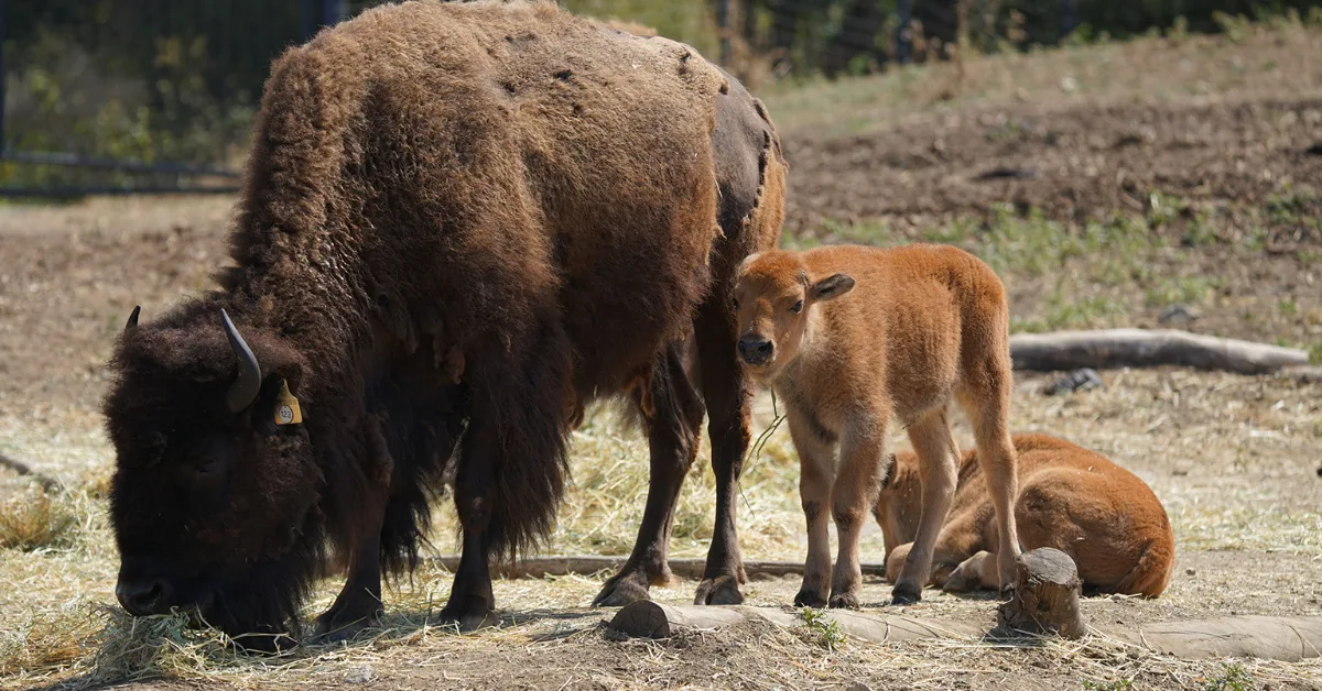 6408e5ae214c381461d57eec bison20120yr