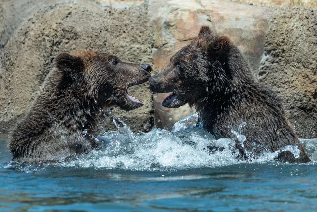 6408e677680cf5fa632f1d6a GrizzlyBears StevenGotz20copy