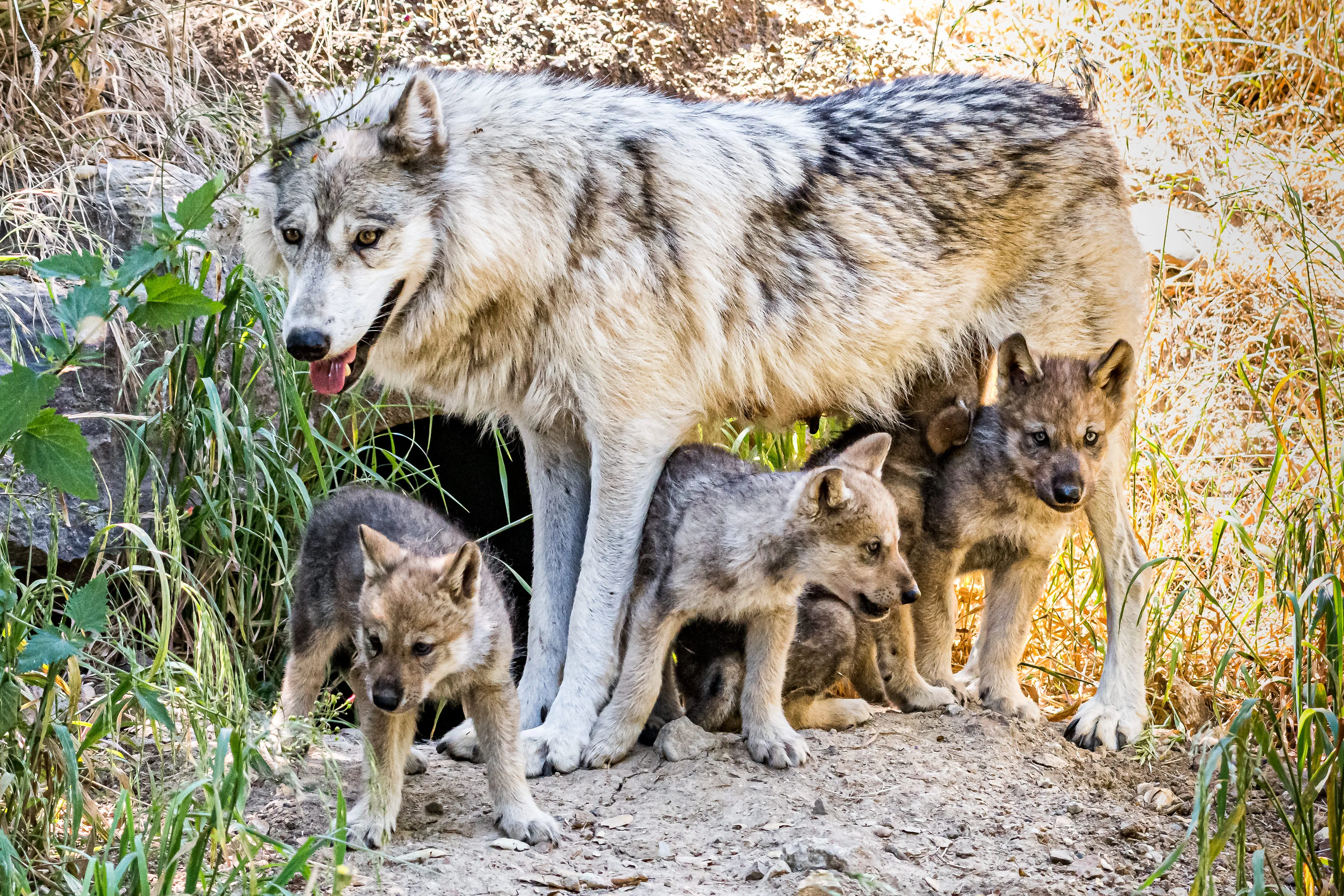 6408e753ca3f615c7ac47043 Wolf20Puppies3B20Steven20Gotz2013