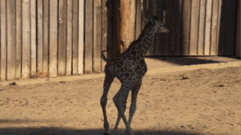 657224ae29fcc854a9bbf69d Oakland20Zoo20GIF downsized large204