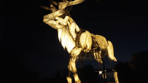 65778de85888d38257045834 Oakland20Zoo20GIF downsized large206