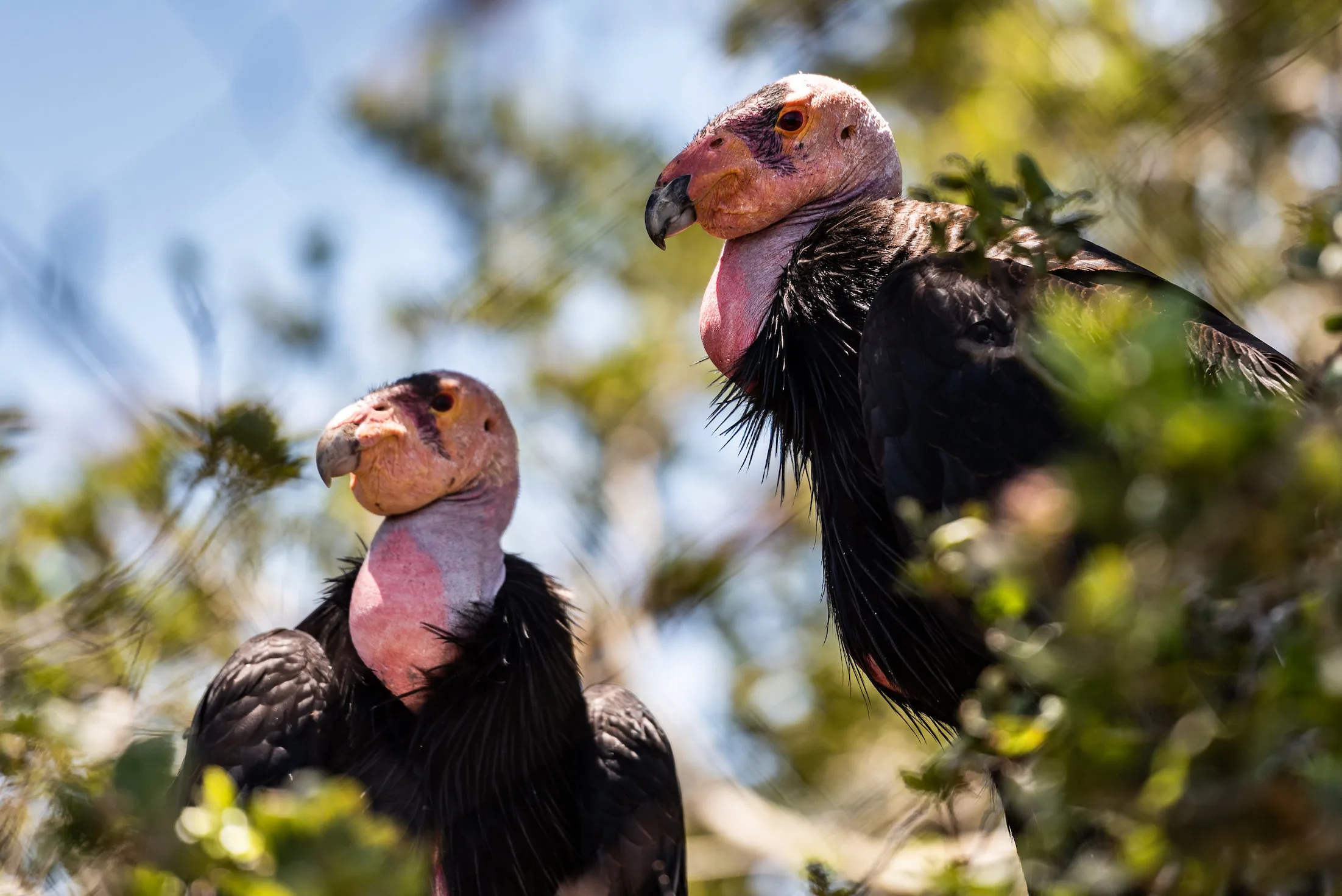 6622bb89c6d130538d01c0fc Condor20pair3B20Steven20Gotz