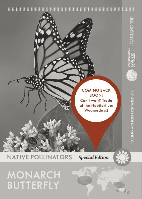 666778b8ecc5cc84a0f5f619 Monarch Butterfly Unavailable