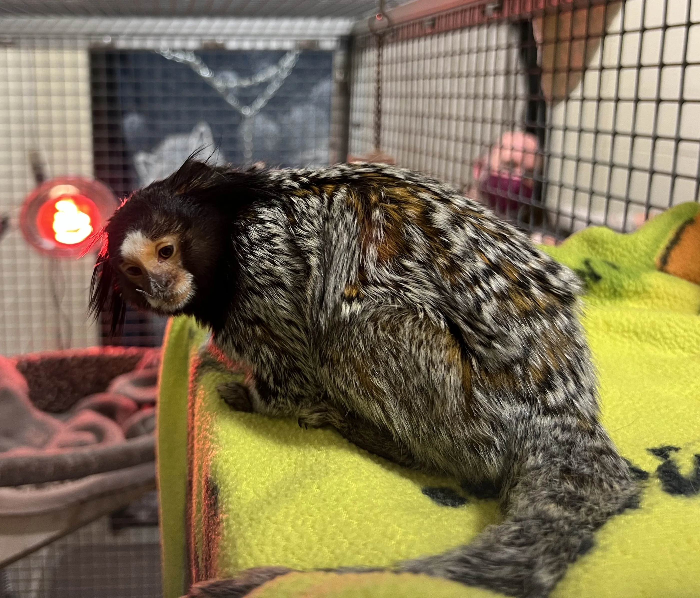 66c3c5dd4f55e90574a39d47 66c3c3e9b897ab377585c33b Estrela2520Marmoset2520Arrival253B2520Photo2520Credit2520Oakland2520Zoo25201