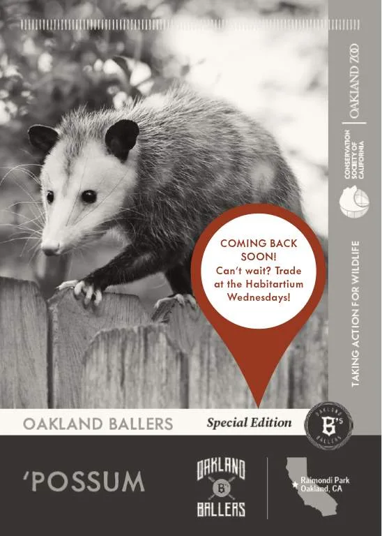 66da421f0fc3c0018e483c71 Ballers Possum Unavailable