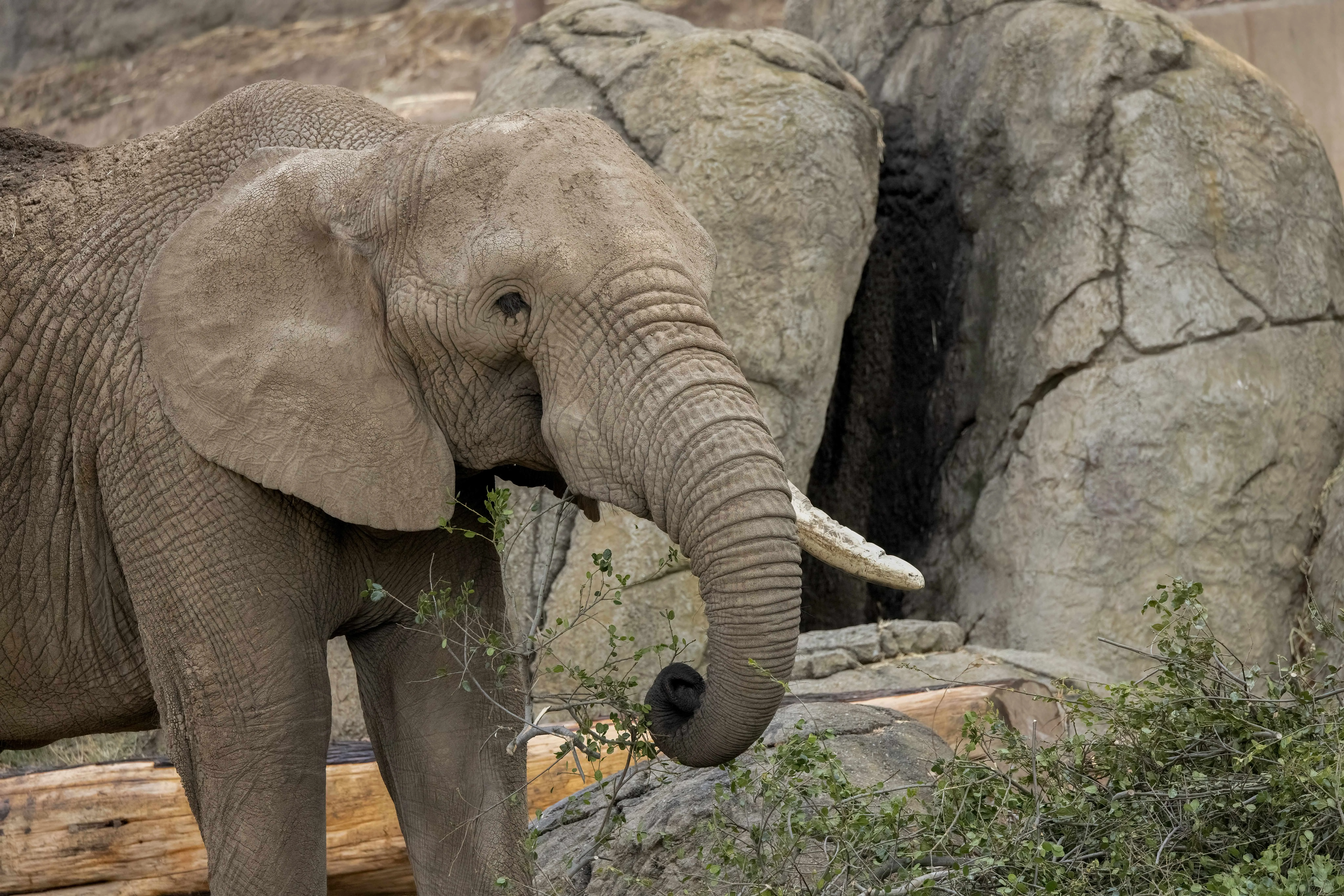 67042fe2628d461e35475413 668c5b67fe9ff071256cb36a Osh2520Elephant253B2520Credit2520Oakland2520Zoo252CSteve2520Goodall25202520copy