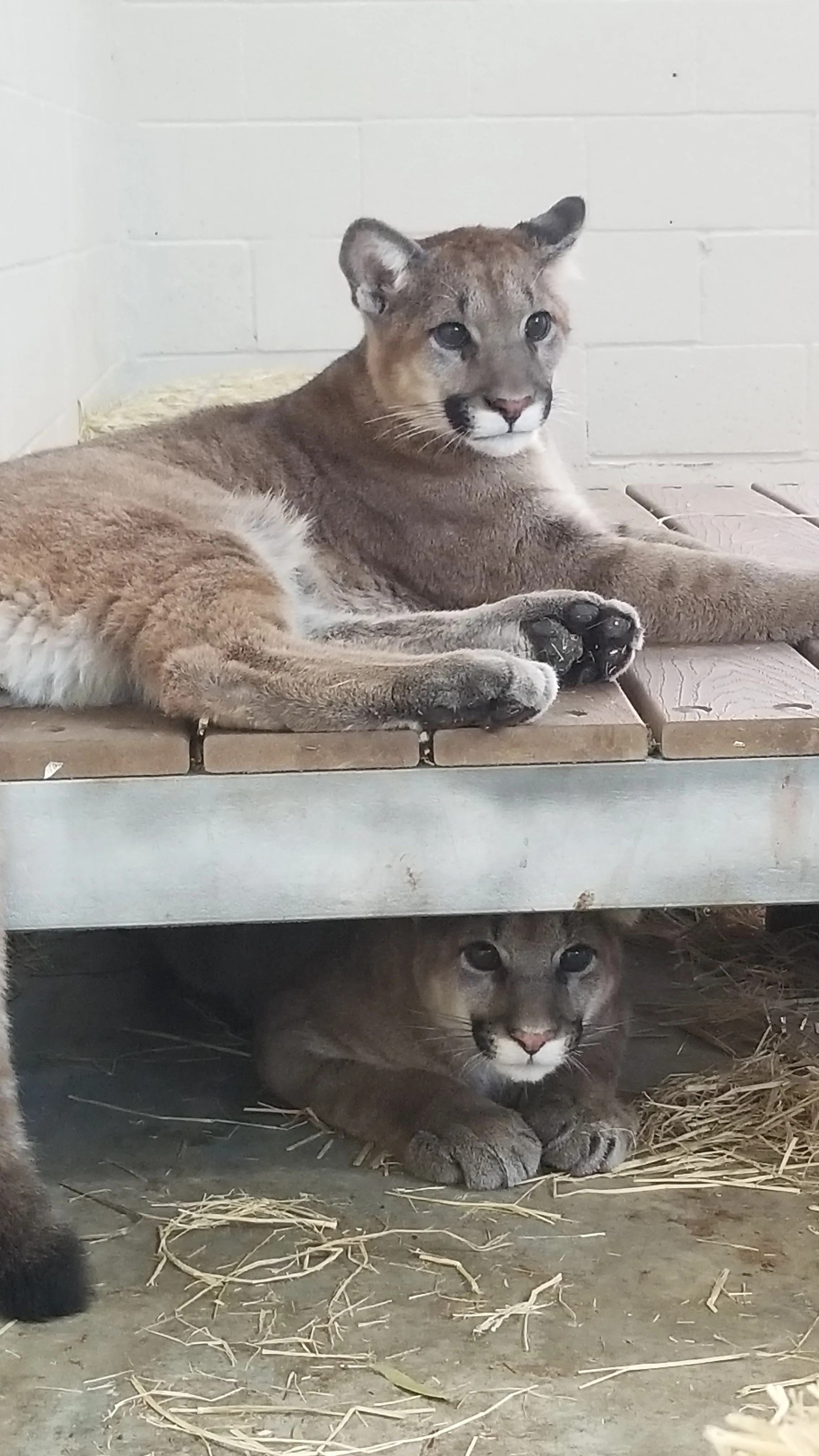 672a43ccdc543a451b83d27c 6504d38f4936807b9dd5cce0 Mountain2520Lion2520cubs2520in2520hospital253B2520Oakland2520Zoo