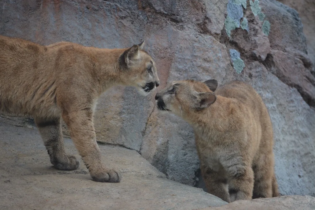 672a43cddc543a451b83d286 64c3fbaee681c987e7ee76de Saltan2520and2520Freya2520at2520EcoTarium2520May25202019