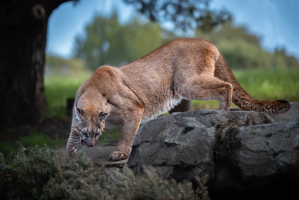672a43cddc543a451b83d295 6504d624a84093033859796d Mountain2520Lion25201