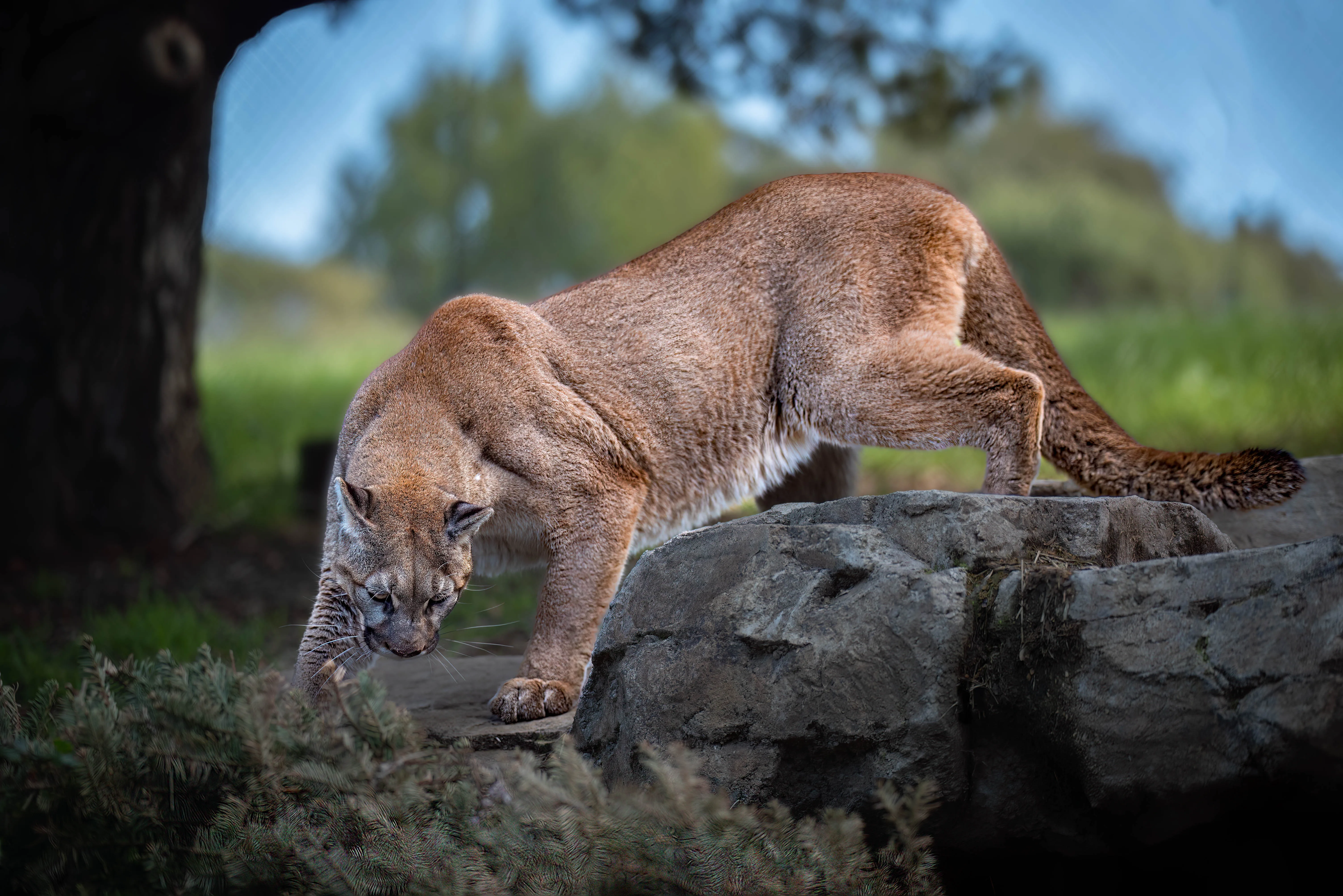 672a43cddc543a451b83d295 6504d624a84093033859796d Mountain2520Lion25201
