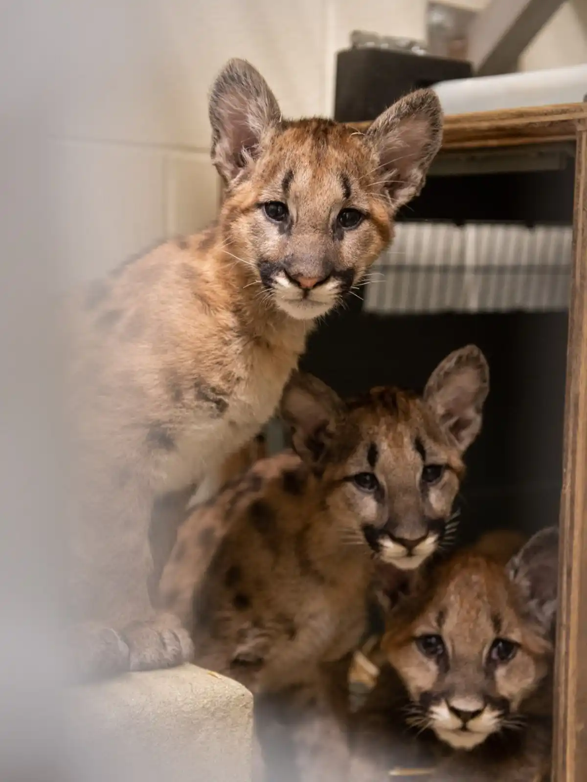 three mountain lion cubs huddled together