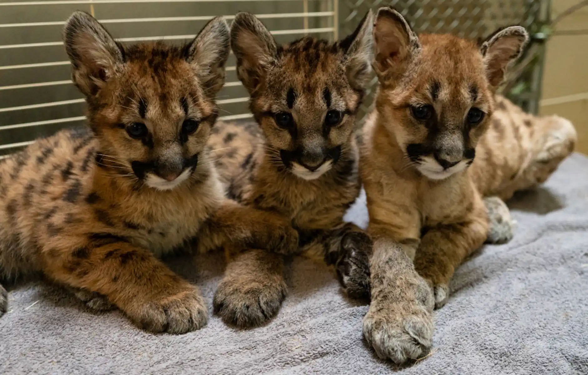 evidence of the three cubs getting bigger