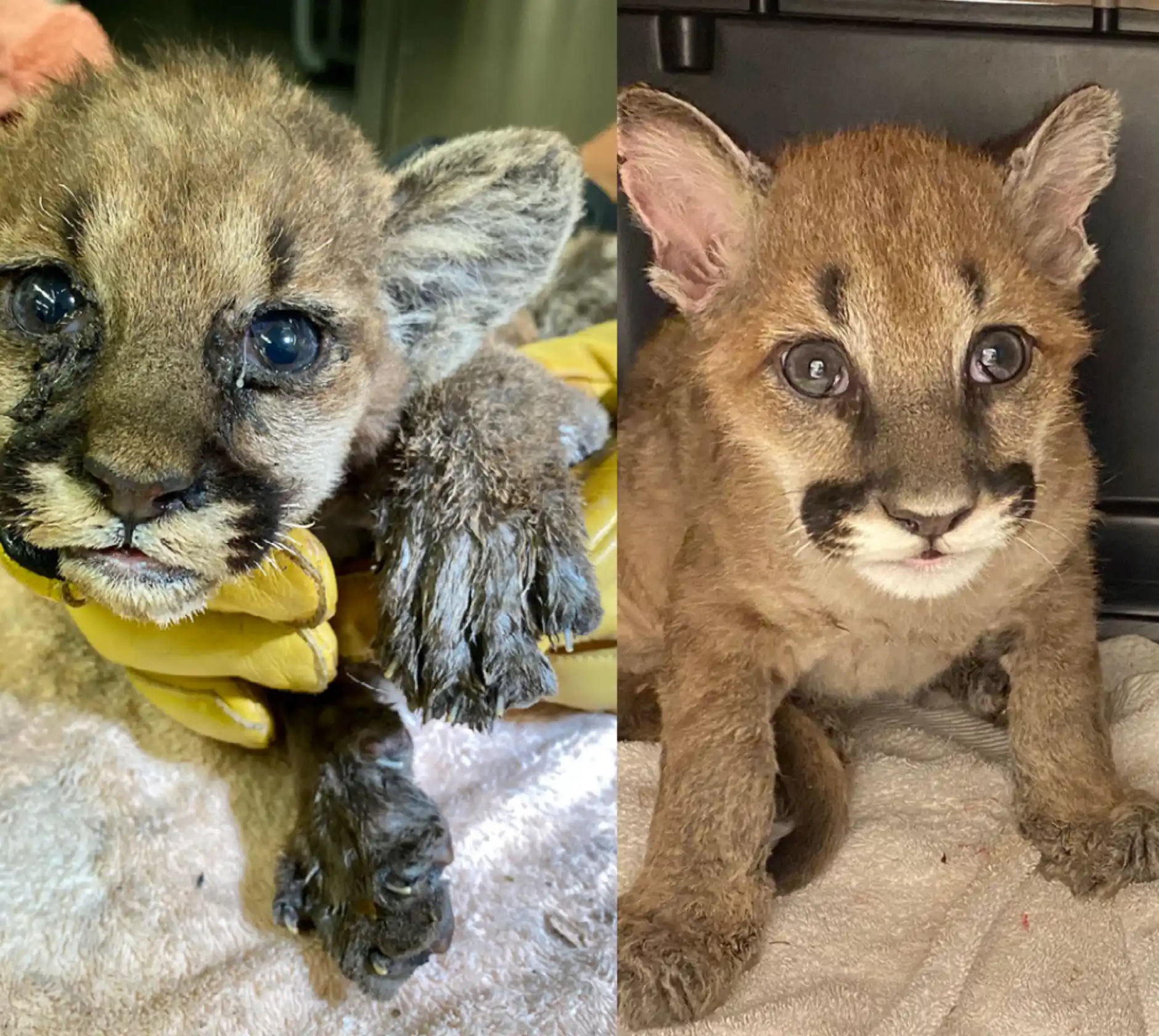 side by side photo showcasing the mountain lion cub's improvement