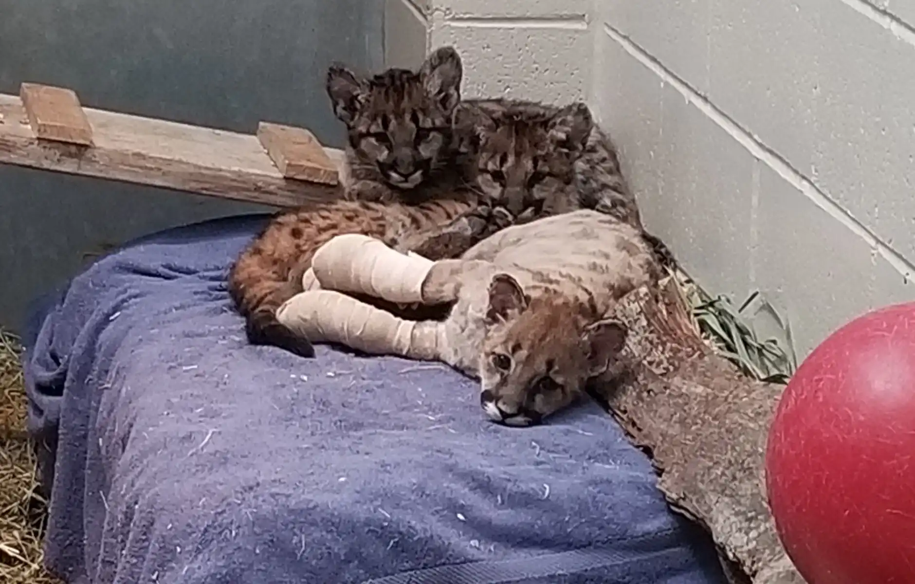 three mountain lion cubs cuddling, one is inured.
