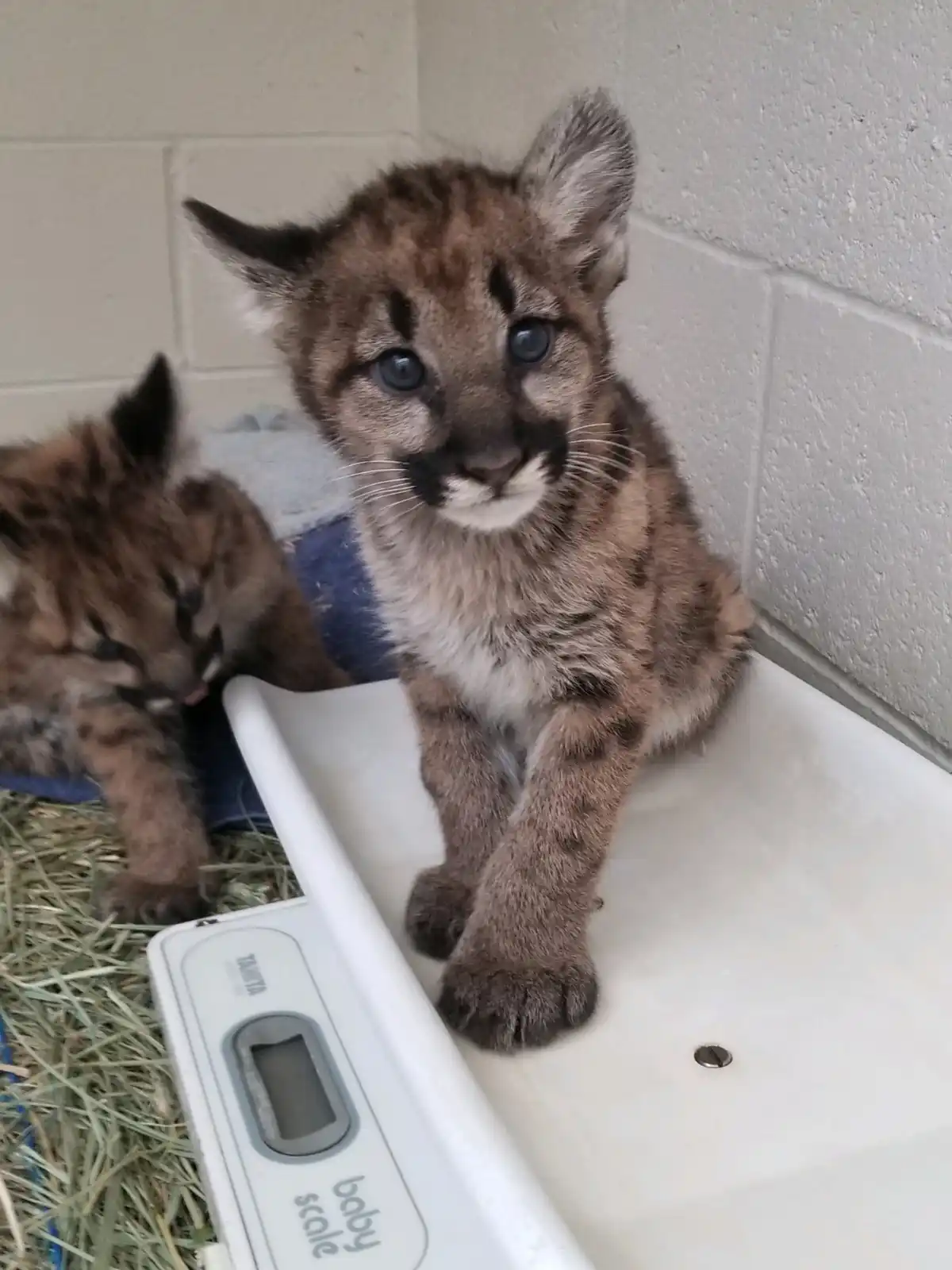cub getting on the scale voluntarily.