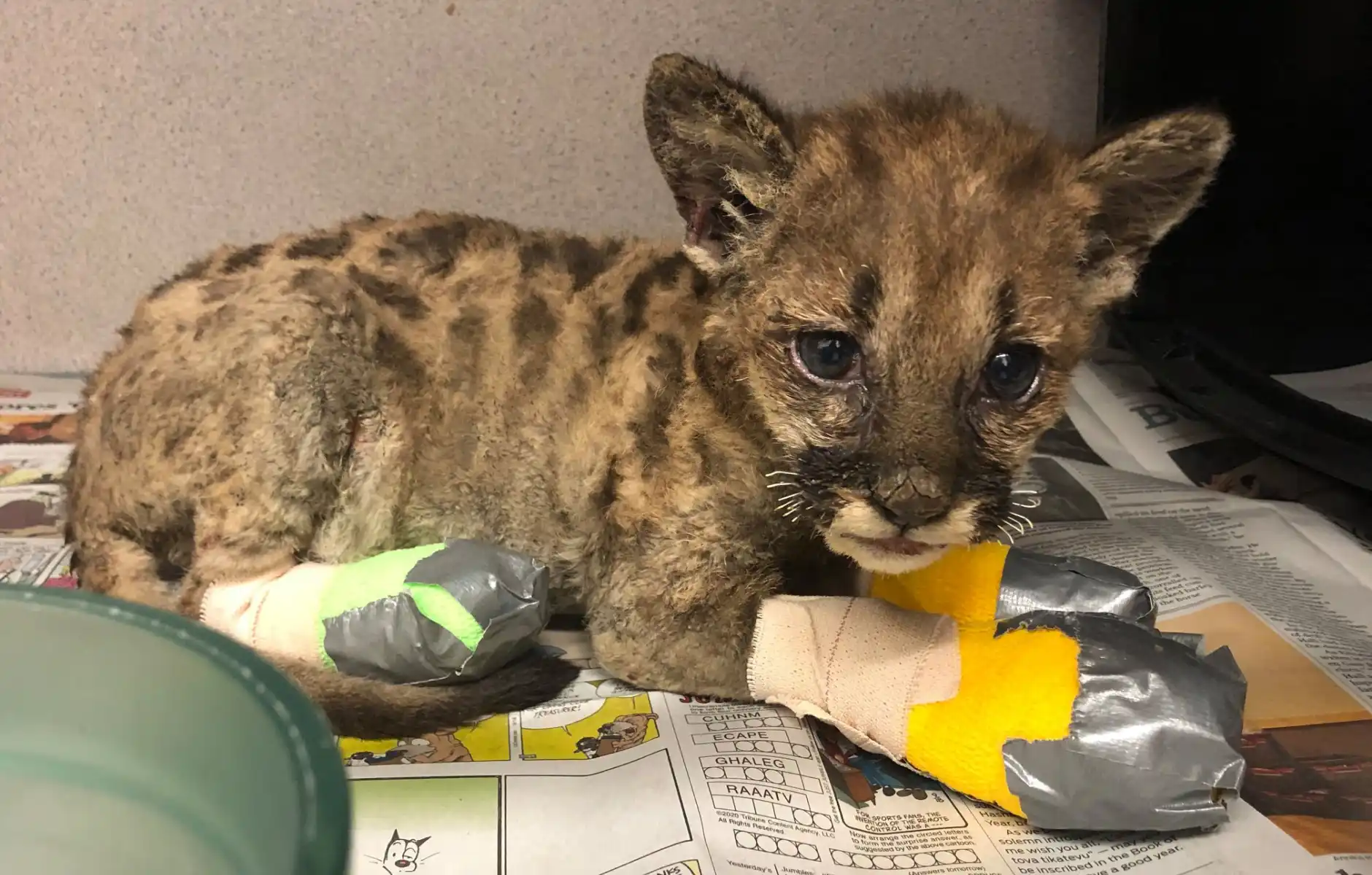 young cub with bandaged paws