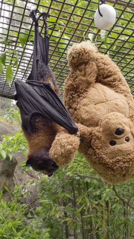 6758815234556c5a7c6ea10a 67588146507d8ec927aee3e1 bat2520stuffie2520git