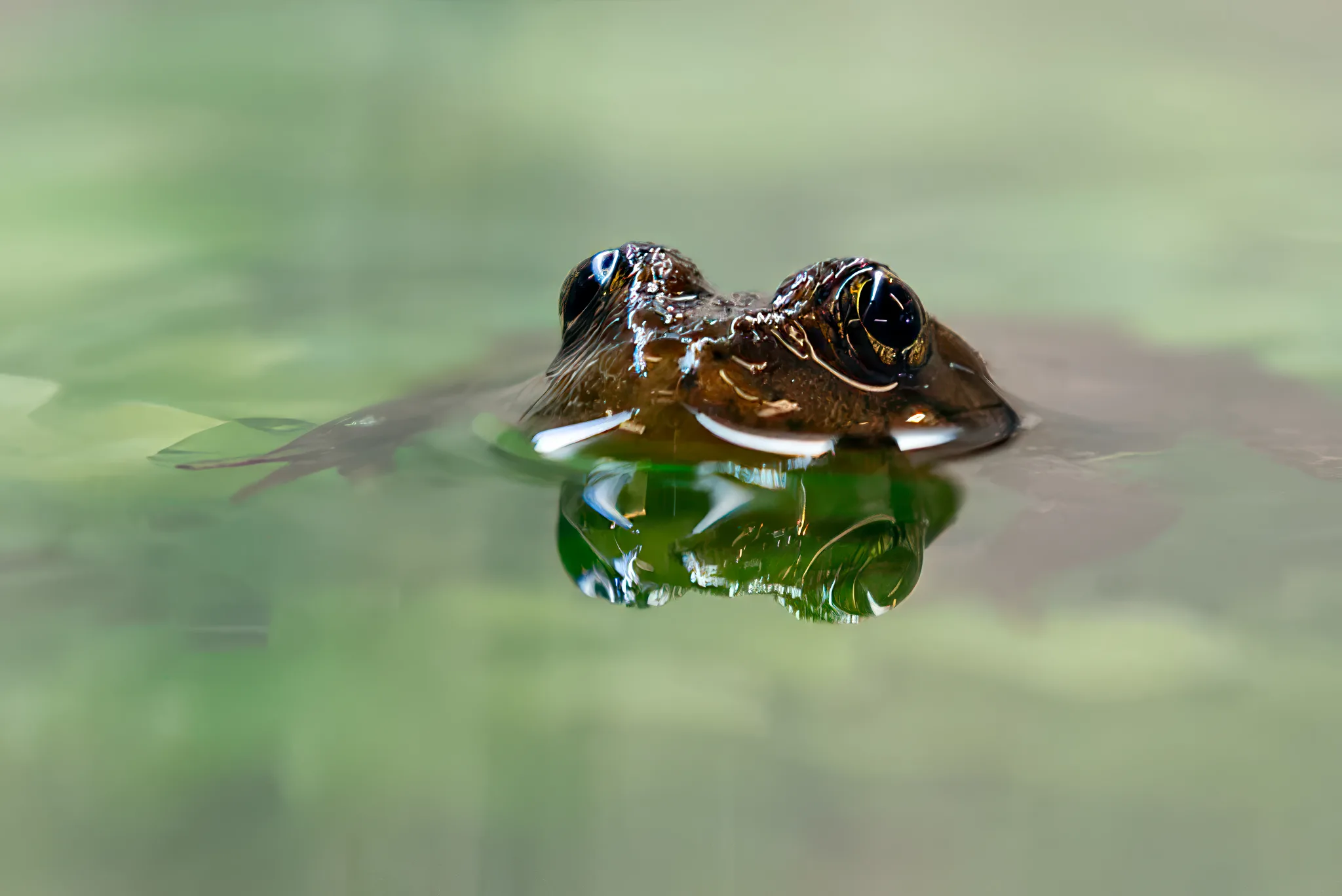 68943354e6343f94a7449af6 Yellow20Legged20Frog 213B20credit20Steven20Gotz