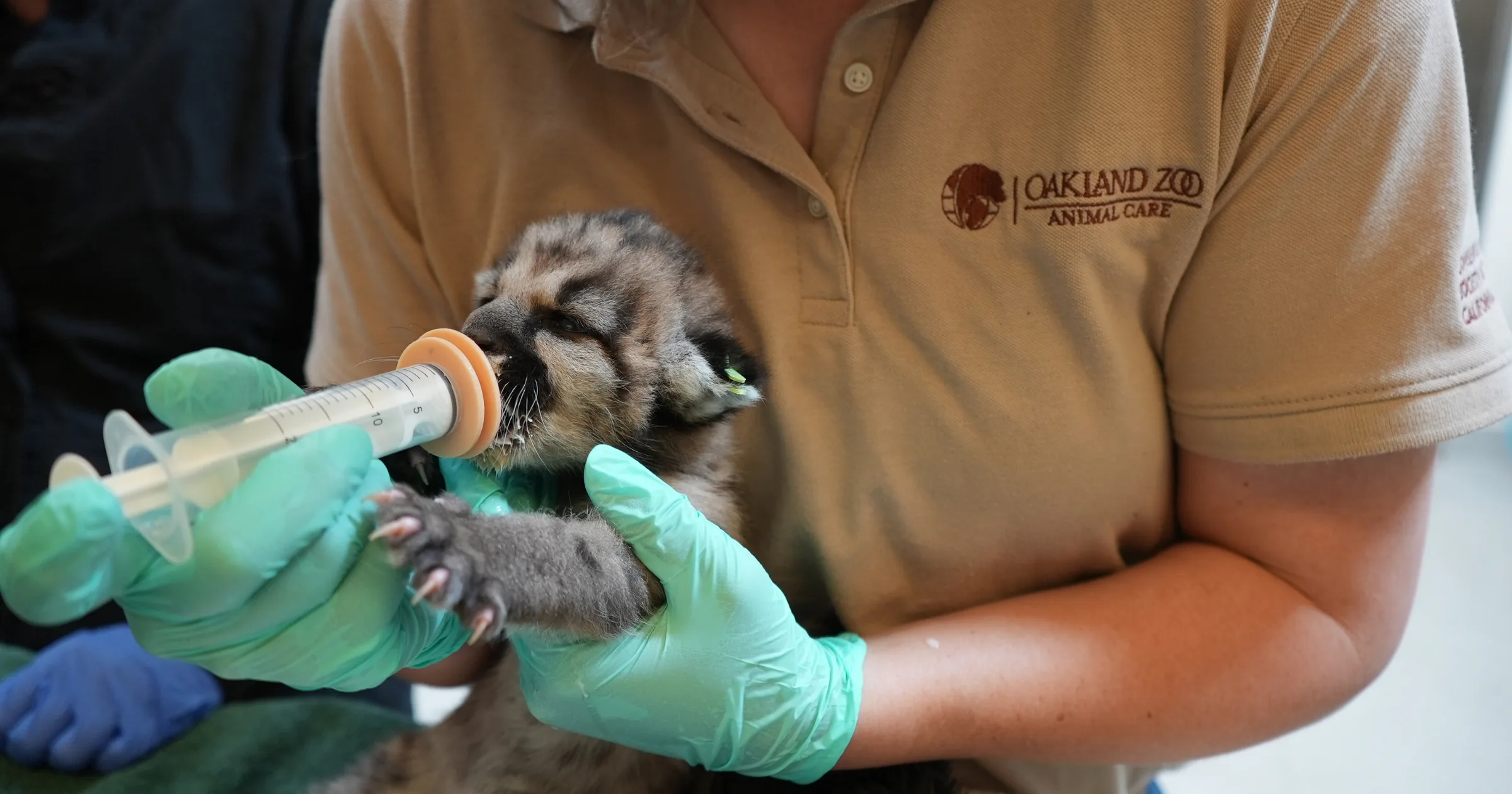 Oakland Zoo Provides Care for Rescued Three-Week-Old Male Mountain Lion Kitten from Southern California