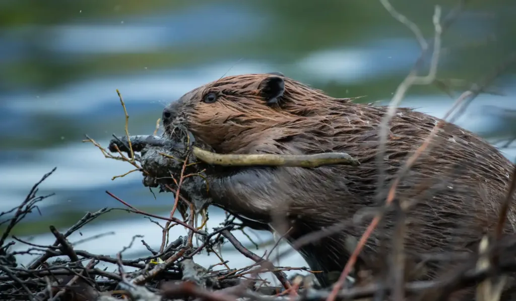 69cec82ab340359ffe663870 watersheds inset beaver