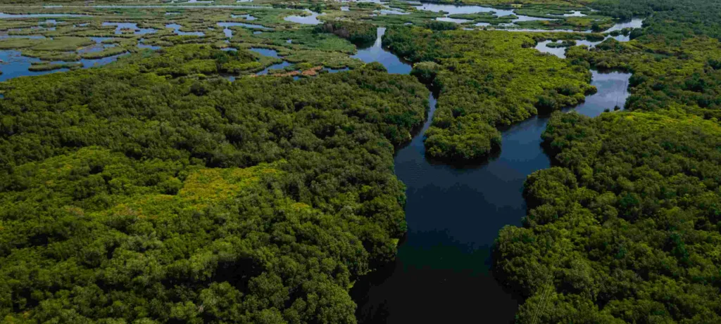 69da6d60e2bc911ee555a9ef feature mangrove