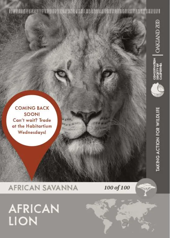 African Lion Unavailable