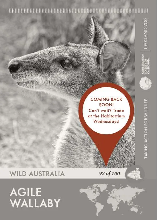 Agile Wallaby Unavailable