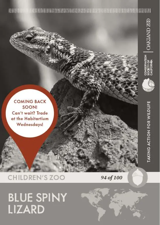 Blue Spiny Lizard Unavailable