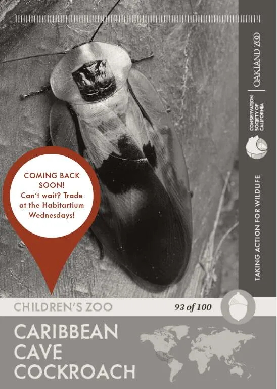 Caribbean Cave Cockroach Unavailable