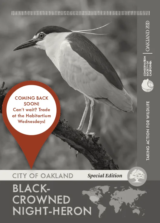 City of Oakland Black crowned night heron Unavailable