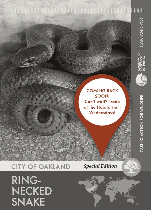 City of Oakland Ring necked snake Unavailable