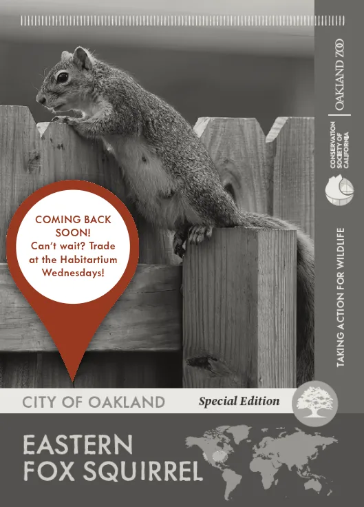 City of Oakland Special Edition Eastern Fox Squirrel Unavailable