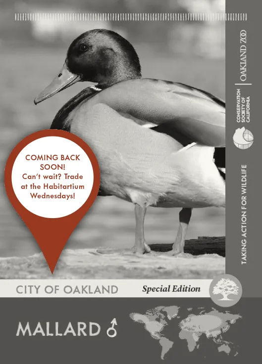 City of Oakland Special Edition Mallard Male Unavailable