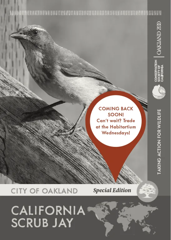 City of Oakland Special Edition Scrub Jay Unavailable