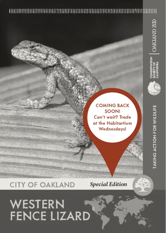 City of Oakland Western Fence Lizard Unavailable