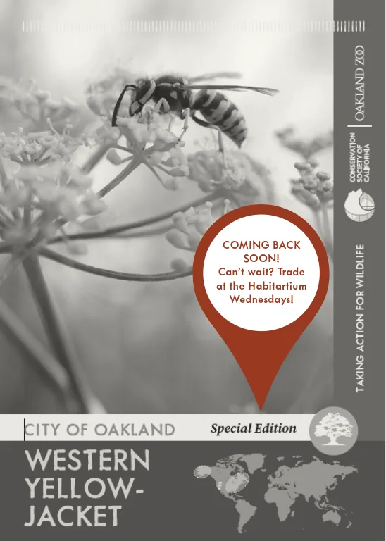 City of Oakland Western Yellowjacket Unavailable