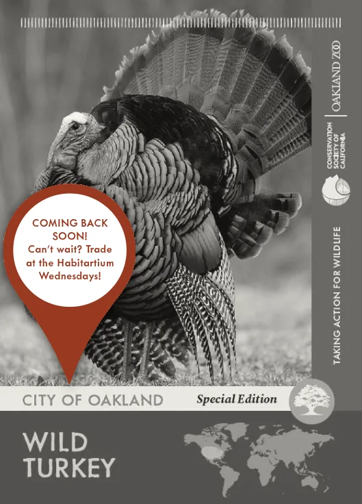 City of Oakland Wild Turkey Unavailable