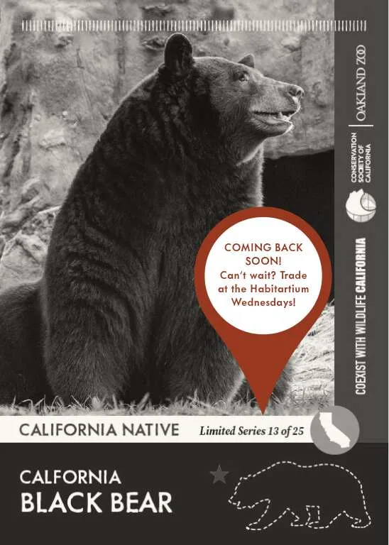 CoexistCA Black Bear Unavailable