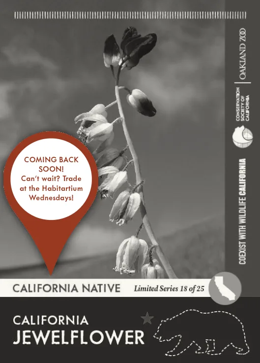 CoexistCA California Jewelflower Unavailable